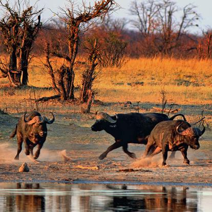 Guide de Voyage - Zimbabwe