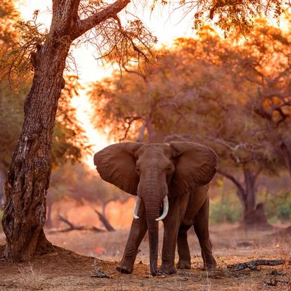 Les Incontournables - Zimbabwe