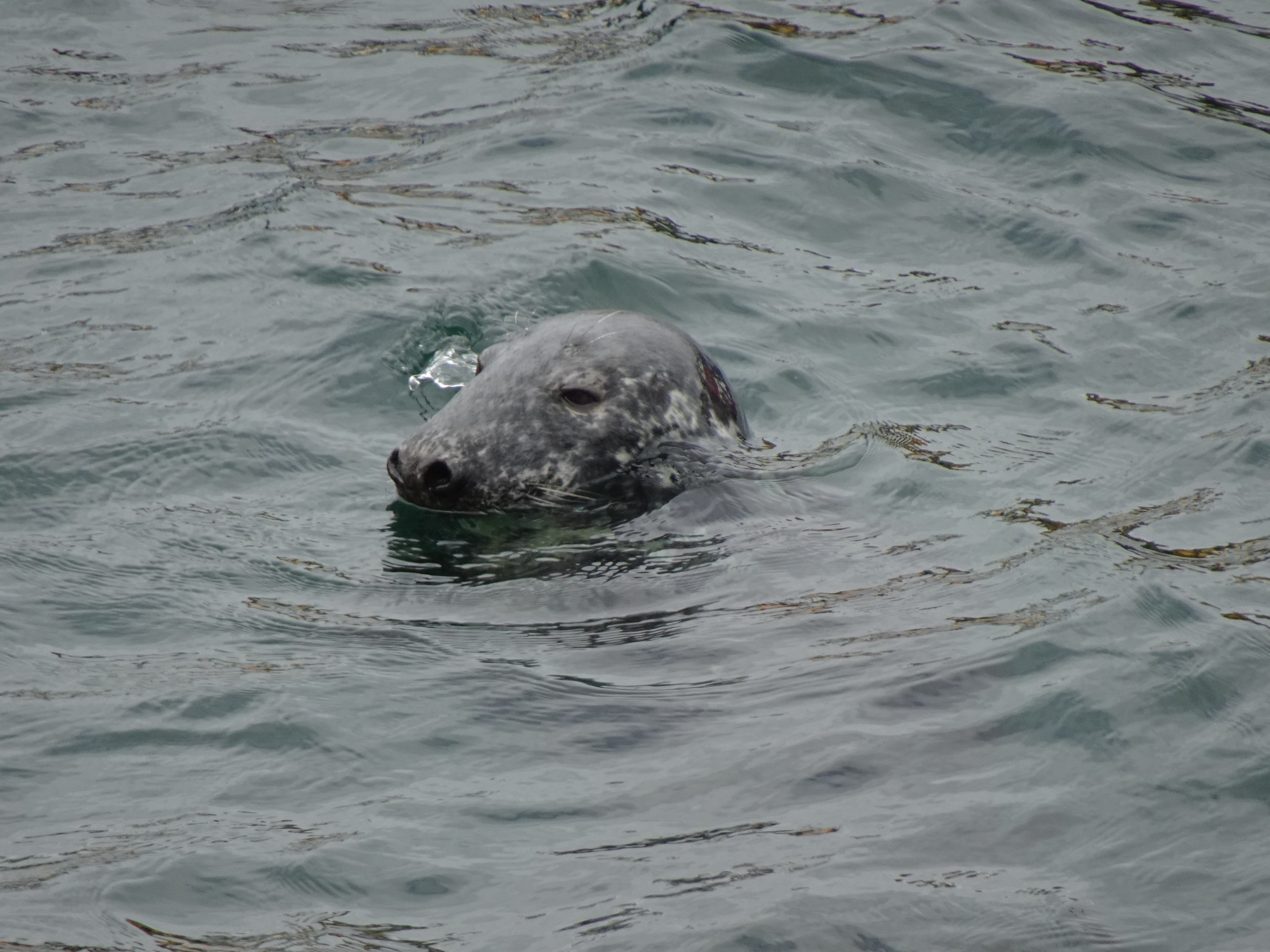 Voyage en Ecosse de Michel L.