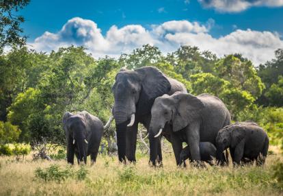 Kruger NP - Elephant Family Voyage en Afrique du Sud - Safari à pied dans le Parc Kruger