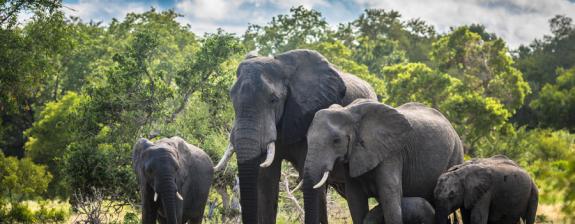 Voyage en Afrique du Sud - Safari à pied dans le Parc Kruger