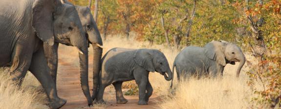 Voyage en Afrique Du Sud - Tour d'Horizon Hiver