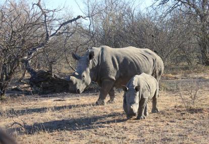©LVA - Tous Droits réservés Safari en Afrique du Sud - L'Afrique du Sud Sauvage