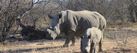 Safari en Afrique du Sud - L'Afrique du Sud Sauvage