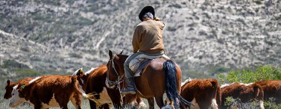 Voyage en Argentine - Vis ma vie de Gaucho