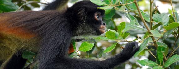 Voyage au Belize - Faune et flore sauvage du Belize