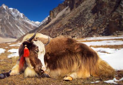 Yak in Himalaya Mountains Voyage au Bhoutan - Entre Népal et Bhoutan