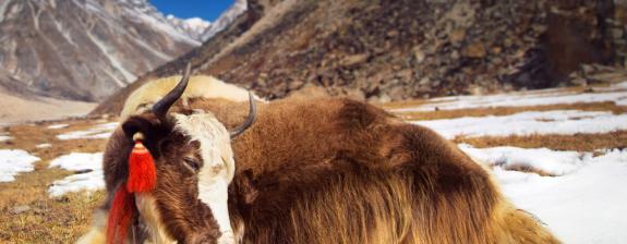 Voyage au Bhoutan - Entre Népal et Bhoutan