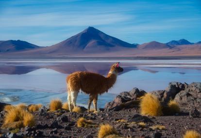 Laguna Colorada Voyage en Bolivie - Chasse au trésor en Bolivie