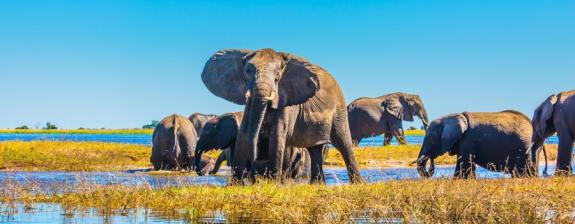 Voyage au Botswana - Au royaume des Eléphants