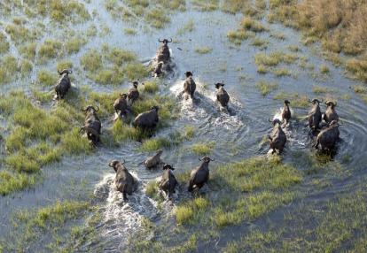 Okavango Voyage au Botswana - Okamana, Okavango à Mana Pools