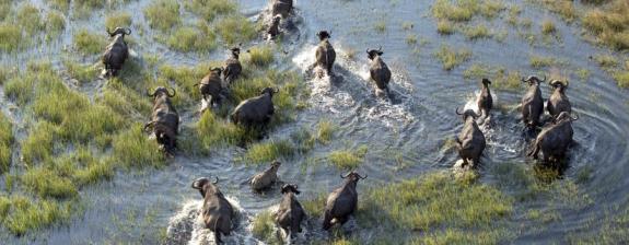 Voyage au Botswana - Okamana, Okavango à Mana Pools