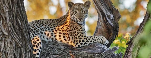 Circuit au Botswana - Safari Guidé au Botswana