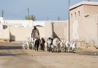 Ras al Khaimah Voyage à Dubaï - Bédouin Trip