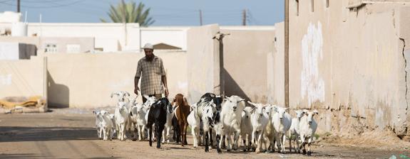 Voyage à Dubaï - Bédouin Trip