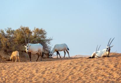 Dubai - Desert Oryx Voyage aux Emirats Arabes Unis : Les Emirats au-delà des gratte-ciels