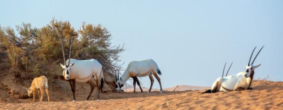 Voyage aux Emirats Arabes Unis : Les Emirats au-delà des gratte-ciels