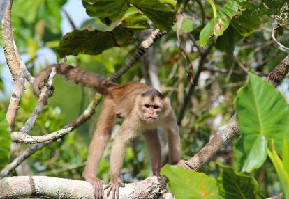 asuni national park - Capucin Voyage en Equateur - Au cœur de l'Amazonie profonde Equatorienne