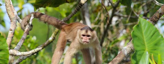 Voyage en Equateur - Au cœur de l'Amazonie profonde Equatorienne