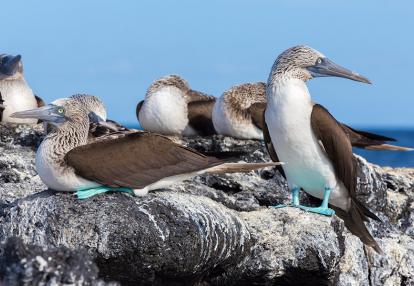 Galapagos - Fou à Pattes Bleues Voyage en Equeteur- Dans les pas de Charles Darwin aux Galapagos