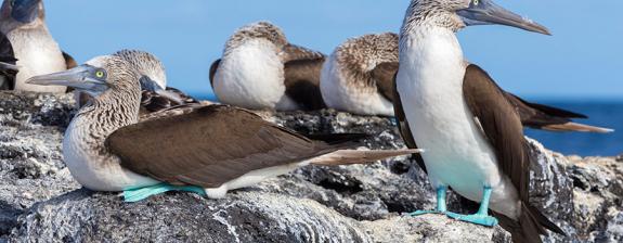 Voyage en Equeteur- Dans les pas de Charles Darwin aux Galapagos