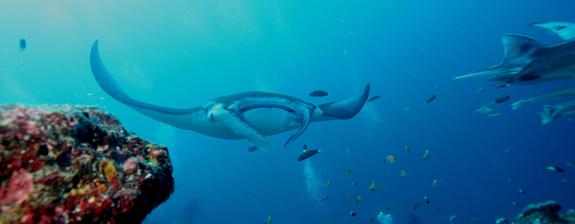 Voyage en Equateur - Plongée aux Galapagos, les îles enchantées
