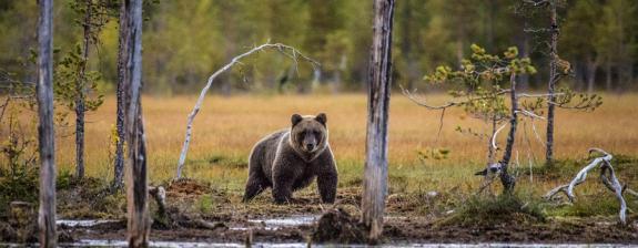 Voyage en Finlande - Aventures en Terre Lapone