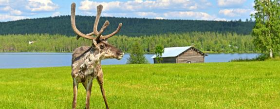 Voyage en Finlande - La Laponie Flamboyante