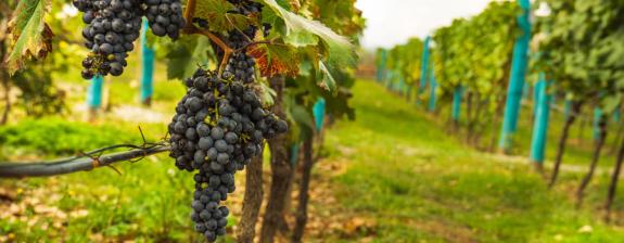 Voyage en Géorgie - La Route des Vins