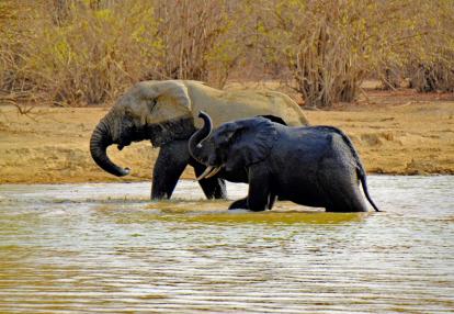 Mole national Park Voyage au Ghana - Escapade dans le Ghana Authentique