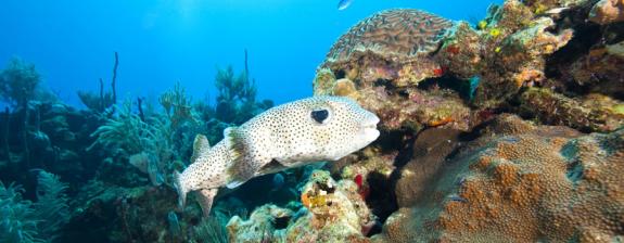 Voyage au Honduras - Plongée à Utila