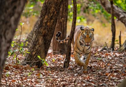 Bandhavgarh National Park Voyage en Inde - Safaris et Découverte Hors des Sentiers Battus