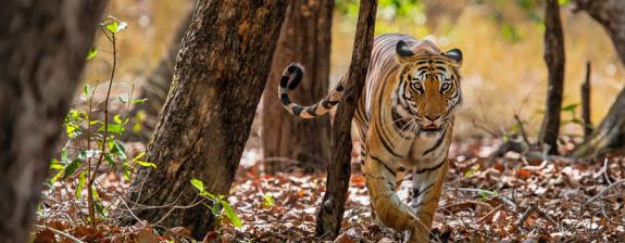 Voyage en Inde - Safaris et Découverte Hors des Sentiers Battus