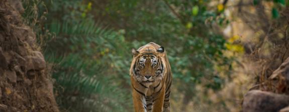Voyage en Inde - Palais et Tigres en famille