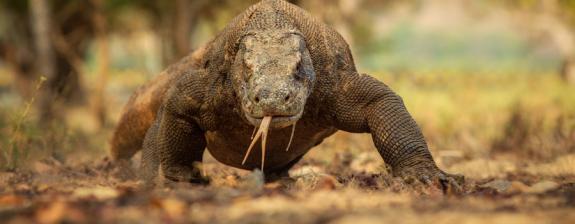 Voyage en Indonésie - A la rencontre des dragons de Komodo