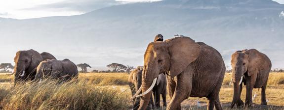 Safari au Kenya - A la découverte des Parcs Kenyans