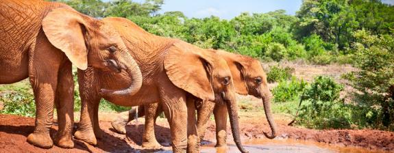 Safari au Kenya : Escapade Kenyanne - 3J/2N