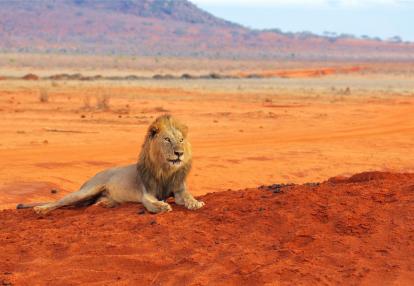 Parc National  Tsavo Nos Programmes courts et petits budgets à Tsavo