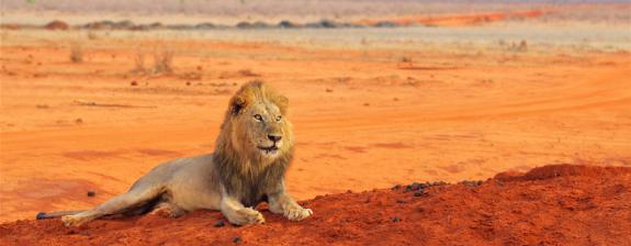 Nos Programmes courts et petits budgets à Tsavo