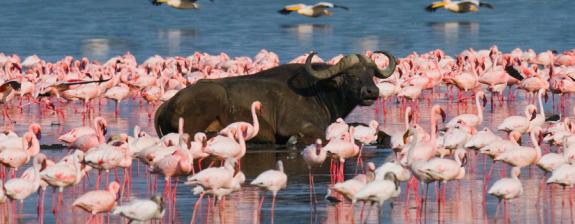 Voyage au Kenya - Safari dans le Nord Kenya