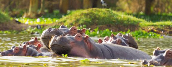 Safari au Kenya : Splendeur Des Parcs Kenyans