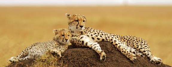 Voyage au Kenya : Vallée du Rift, Solio Game Reserve et Maasai Mara