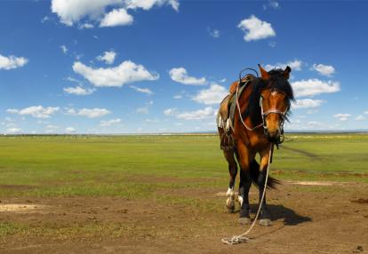 Cheval dans la Steppe Mongol Voyage en Mongolie : Dans le Parc Naturel de Terelj