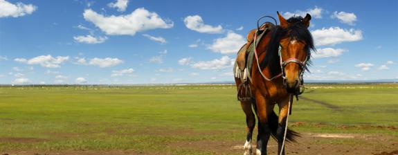 Voyage en Mongolie : Dans le Parc Naturel de Terelj