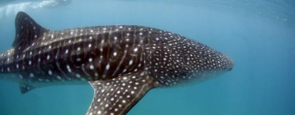 Séjour au Mozambique - Plongée à Zavora