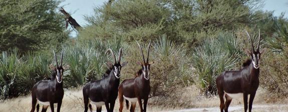 Circuit en Namibie - Caprivi, De Windhoek  aux Chutes Victoria