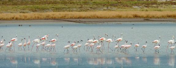 Voyage en Namibie - Oiseaux endémiques du Namib