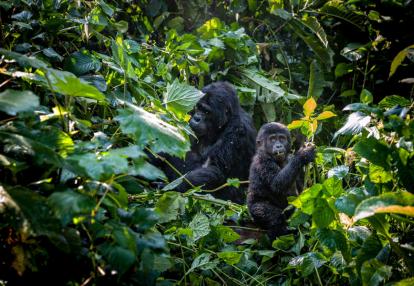 Gorille de Montagne Voyage en Ouganda - De la Source du Nil aux Gorilles des Virunga