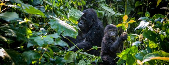 Voyage en Ouganda - De la Source du Nil aux Gorilles des Virunga