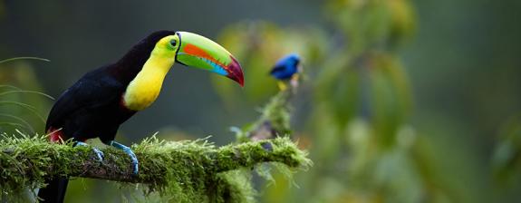 Voyage au Panama - Le Paradis des Oiseaux
